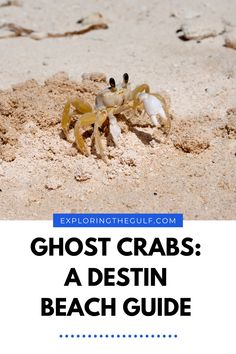 a crab on the beach with text that reads, ghost crabs a destin beach guide