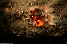 an orange piece of food sitting on top of some dirt and water droplets in the dark