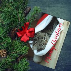 a cat wearing a santa hat on top of a christmas card next to pine cones