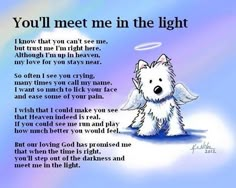 a white dog with angel wings on it's back saying you'll meet me in the light