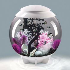 a fish bowl filled with purple and white corals