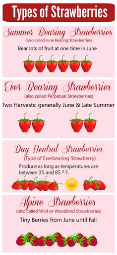 four different types of strawberries are shown in this graphic style, with the names and description