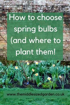 the words how to choose spring bulbs and where to plant them in front of a brick wall