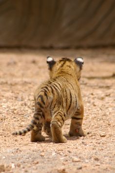 a small tiger cub walking across a dirt field next to a large rock wall in black and white