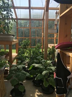 there are many potted plants in the greenhouse