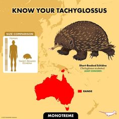 an animal that is standing in front of a map with the words know your tachyglossus