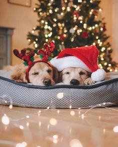 two dogs wearing christmas hats laying in front of a christmas tree