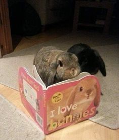 two rabbits are sitting in a book on the floor