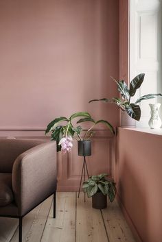 two potted plants sit in front of a pink wall and wooden floor, next to a brown chair