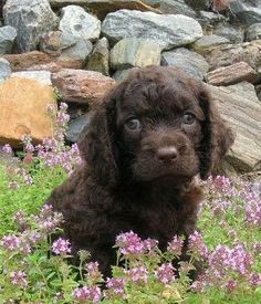 a brown dog sitting in the grass next to rocks and purple flowers with green leaves