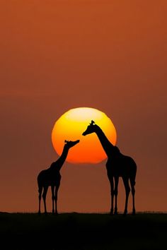 two giraffes are silhouetted against the setting sun