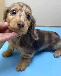 a small brown and black dog sitting on top of a blue table next to a persons hand