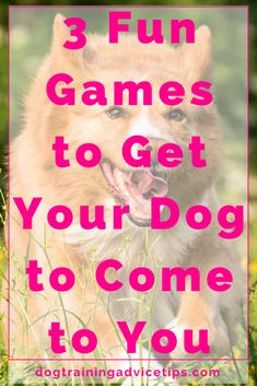 a dog running through the grass with text that reads 3 fun games to get your dog to come to you