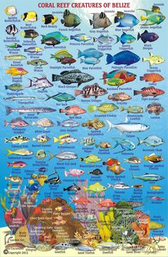 an ocean poster with many different types of fish