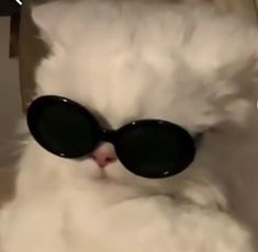 a white cat with black sunglasses on it's face