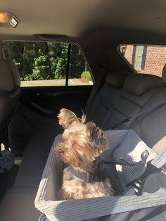 a small dog sitting in the back seat of a car