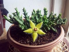 a small yellow flower sitting in a potted plant