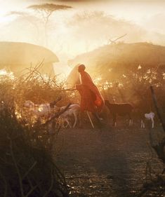 a woman walking with her dogs through the woods at sunset or dawn in an african village