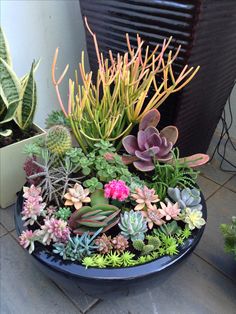 various types of succulents in a pot on the ground