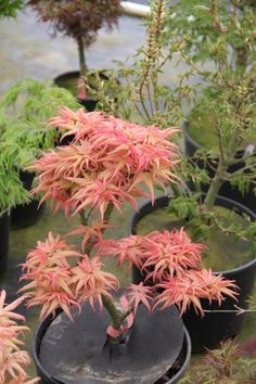 several potted plants with pink flowers in them