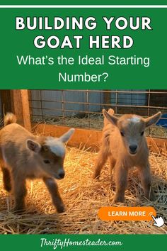 two baby goats standing next to each other in hay with the text building your goat herd what's the ideal starting number?