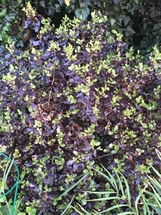 purple and green plants are growing in the garden