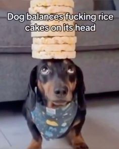 Silly Dogs, Silly Animals, Rice Cakes, Silly Cats, Funny Me