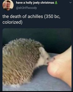 an image of a hedgehog kissing someone's foot in the middle of christmas