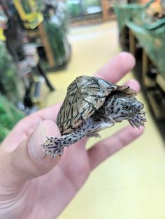 a small turtle sitting on top of a persons hand