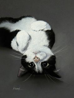 a black and white cat laying on its back