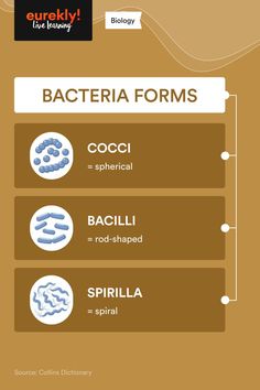 the different types of bacteria forms are shown in this infographtion poster