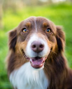 a brown and white dog looking up at the camera