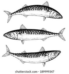 three fish are shown in black and white, one is drawn with ink on paper