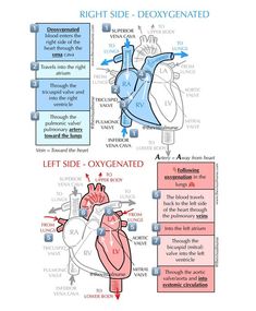 This overview cheat sheet depicts blood flow through the heart and the valves through which blood passes in a visually appealing format that makes memorization simple. Upon purchase, the overlayed watermark will be removed. Available only as PDF digital download. Flow Of Blood Through The Heart, Flow Of The Heart, Blood Flow Through The Heart, Nursing School Studying Cheat Sheets, Heart Circulation, Heart Valve, Studera Motivation, Nursing School Essential