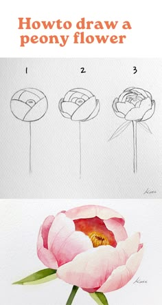 how to draw a peony flower step by step with pictures and instructions for beginners