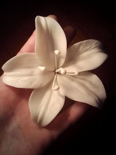 a hand holding a white flower in it's palm