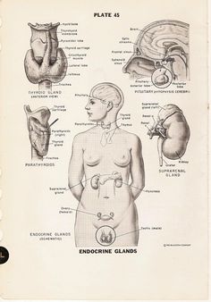 an old medical poster shows the different types of utensils and their corresponding parts