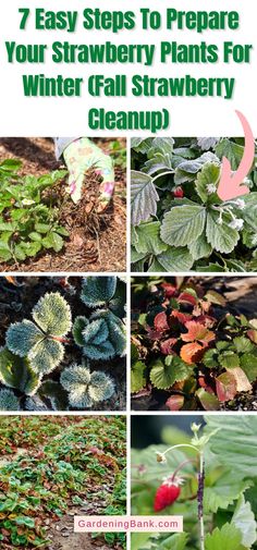 the steps to prepare your strawberry plants for winter