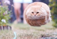 an orange cat running in the grass with words above it that read aerogatto