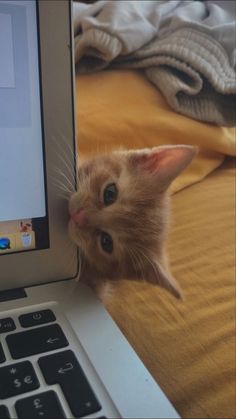 an orange kitten peeking over the edge of a laptop computer screen to look at it