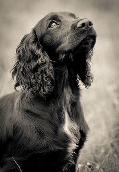 a black and white photo of a dog looking up