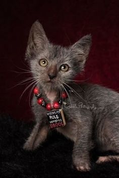 a gray kitten wearing a red light collar and tag with the words true love written on it