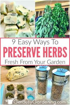 several different herbs are shown with the words, 9 easy ways to preserve herbs fresh from your garden