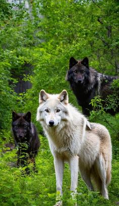 three wolfs are standing in the grass near some trees and bushes, with one looking at the camera