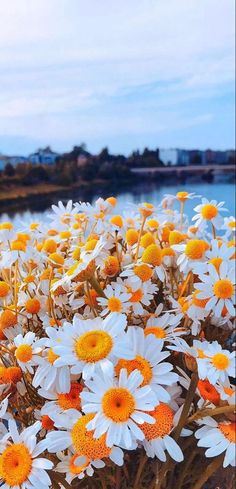 a bunch of white and yellow flowers by the water