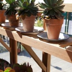 three succulents sitting on top of plates in front of a wooden table