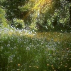 the sun shines brightly through the trees and grass in this field full of dandelions