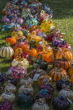 many pumpkins and gourds are lined up on the grass