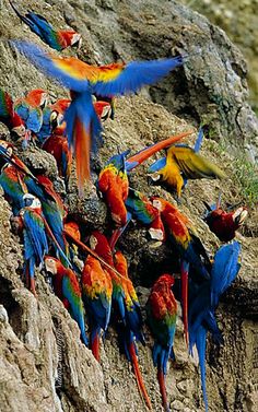 a flock of colorful birds standing on top of a rocky cliff next to each other