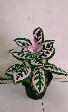 a potted plant with pink and green leaves on the side of a white wall